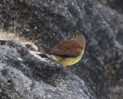 Crithagra totta