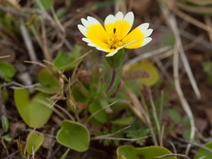 Layia platyglossa