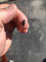 Melanophila acuminata