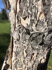 Melanophila acuminata