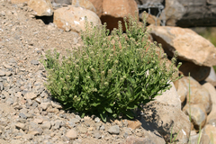 Lepidium chalepense