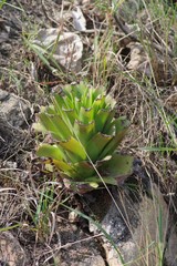 Crassula acinaciformis