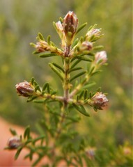 Erica australis aragonensis