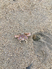 Latulambrus occidentalis