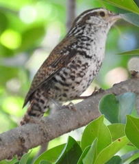 Thryophilus pleurostictus