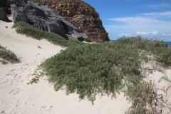 Passerina ericoides