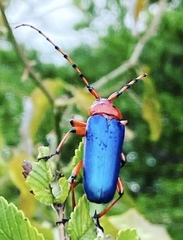 Stenaspis verticalis insignis