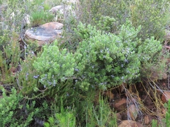 Psoralea obliqua