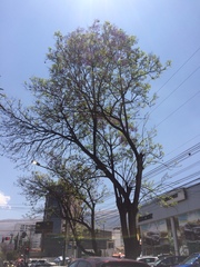 Jacaranda mimosifolia