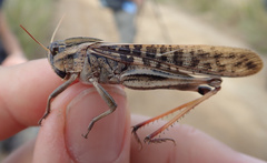 Locusta migratoria cinerascens