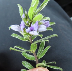 Psoralea obliqua