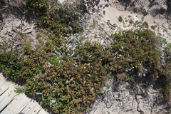 Passerina paleacea