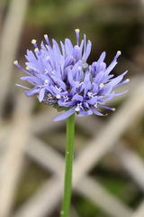 Jasione montana