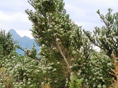 Aspalathus cephalotes cephalotes