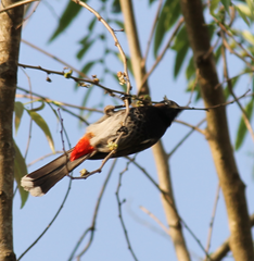 Pycnonotus cafer bengalensis