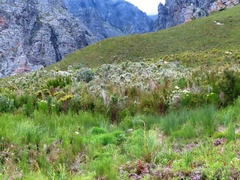 Aspalathus cephalotes cephalotes