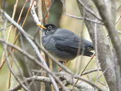 Turdus nigriceps