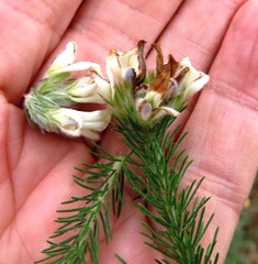 Aspalathus cephalotes cephalotes