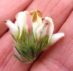 Aspalathus cephalotes cephalotes