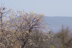Dombeya rotundifolia