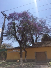 Jacaranda mimosifolia