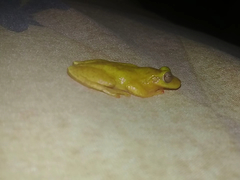 Exerodonta smaragdina