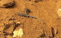 Podarcis guadarramae