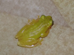 Exerodonta smaragdina