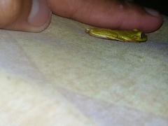 Exerodonta smaragdina