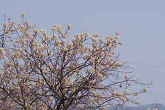 Dombeya rotundifolia