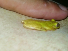 Exerodonta smaragdina