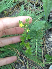Potentilla biennis