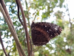 Elymnias casiphone casiphone