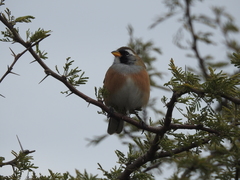 Saltatricula multicolor