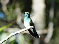 Colibri serrirostris