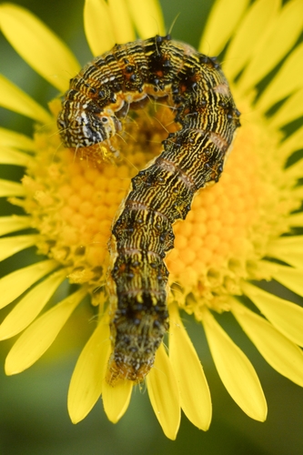 Cotton Bollworm Moth