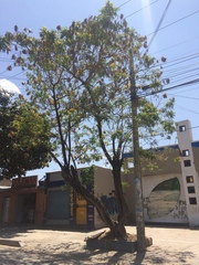 Tipuana tipu