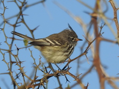 Anairetes flavirostris
