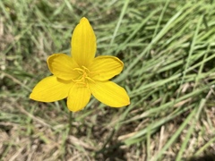 Zephyranthes pulchella