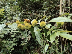 Castanea seguinii
