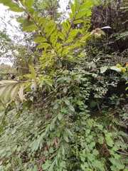 Castanea seguinii