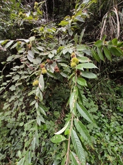 Castanea seguinii