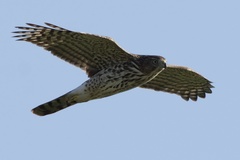 Accipiter cooperii