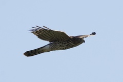 Accipiter cooperii