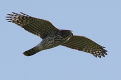 Accipiter cooperii