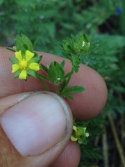 Potentilla biennis