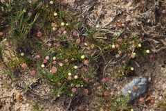 Coronopifolia