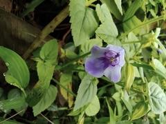 Torenia asiatica