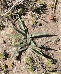 Ledebouria macowanii