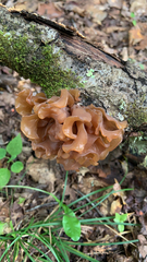 Phaeotremella foliacea